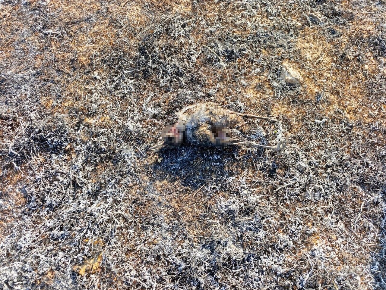 Yüksek Gerilim Hattına Çarpan Karga, 2 Dönüm Alanı Kül Etti (4)