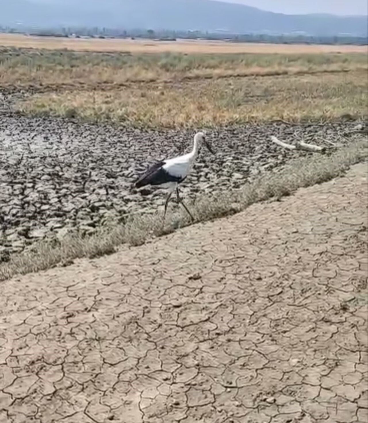 Yuvadan Düşen Leylek Tedavisinin Ardından Doğaya Salındı (2)