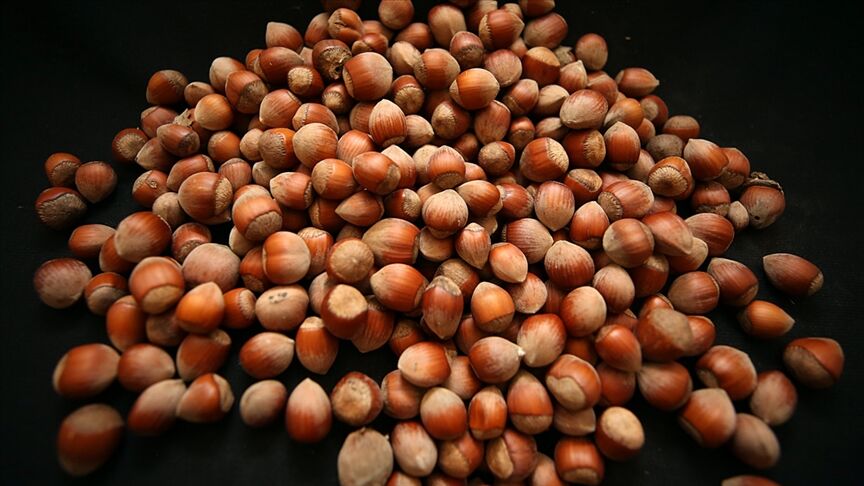 2025 Fındık Fiyatları Açıklandı Mı Üreticiler Gözünü Tmo’ya Çevirdi (1)