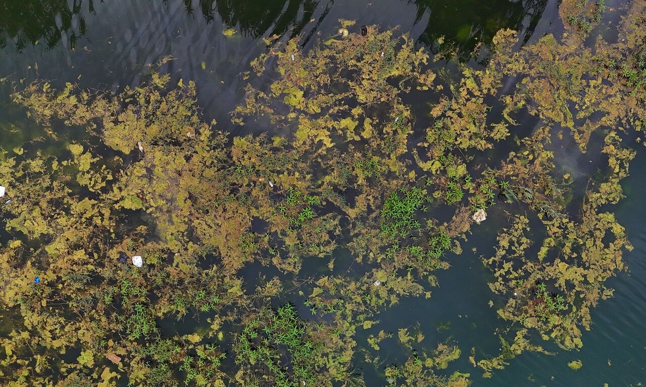 Adana Seyhan Nehri Yosun Ve Çöplerle Doldu. Su Durgunluğu Kirliliği Artırdı. Vatandaşlar Yetkililere Temizlik Çağrısı Yapıyor, Çözüm Bekliyor (8)