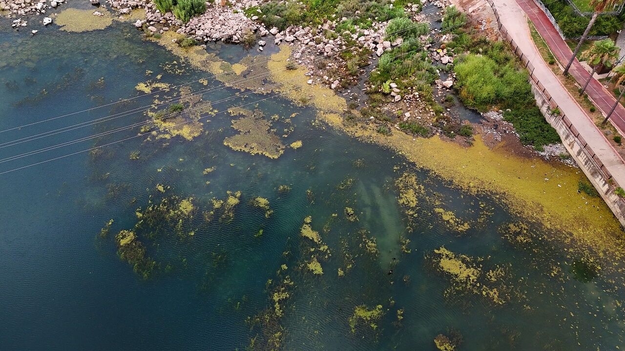 Adana Seyhan Nehri Yosun Ve Çöplerle Doldu. Su Durgunluğu Kirliliği Artırdı. Vatandaşlar Yetkililere Temizlik Çağrısı Yapıyor, Çözüm Bekliyor (9)