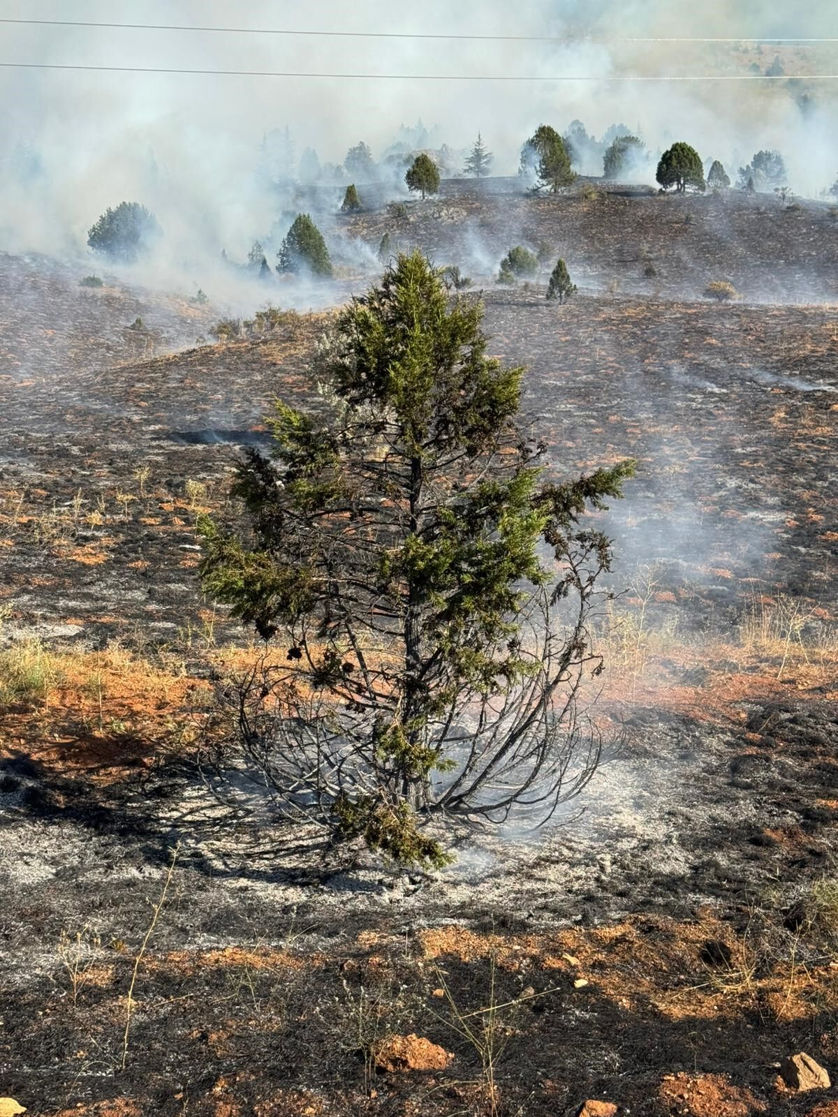 Adana Tufanbeyli'de Orman Yangını (4)