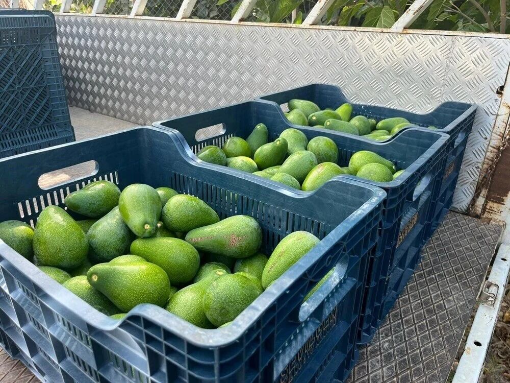 Alanya Yeşilöz’de Erkenci Clifton Avokado Hasadı Başladı, Fiyatlar 45 55 Tl (1)