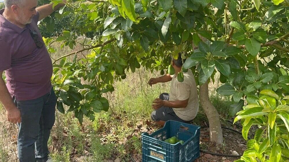 Alanya Yeşilöz’de Erkenci Clifton Avokado Hasadı Başladı, Fiyatlar 45 55 Tl (3)