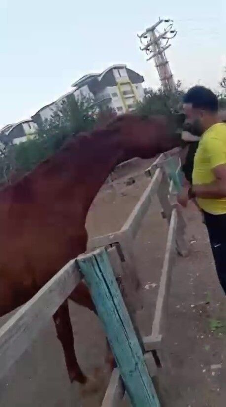 Antalya’da Korkunç Olay At Küçük Çocuğu Isırıp Savurdu (1)