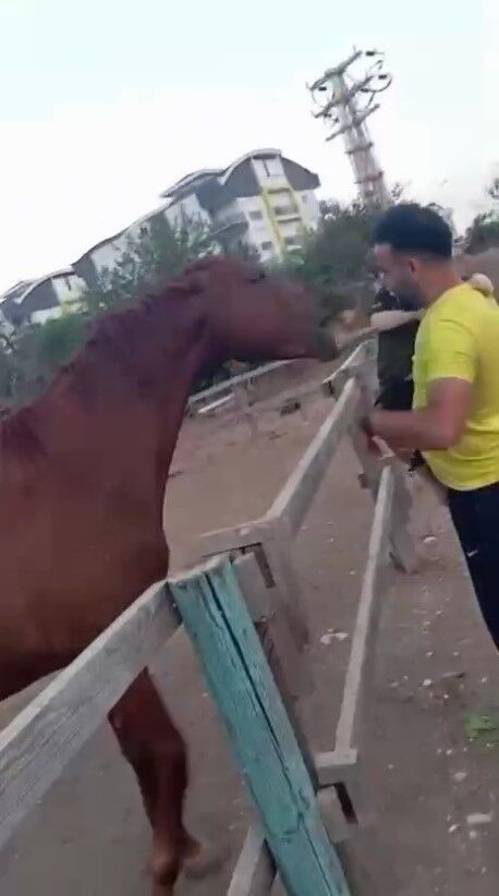 Antalya’da Korkunç Olay At Küçük Çocuğu Isırıp Savurdu (8)