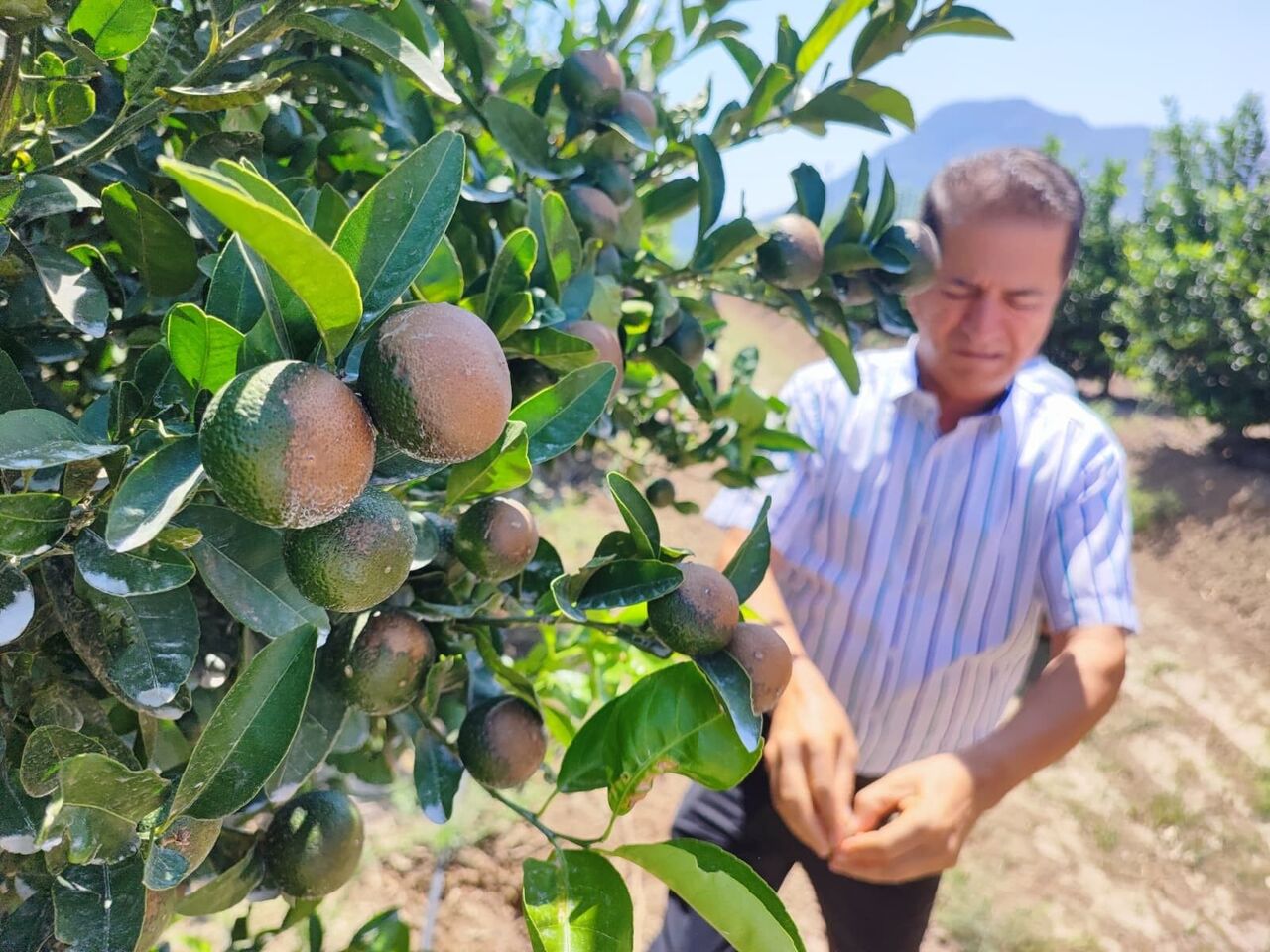 Çiftçiler Rekolte Düşüşü Endişesi Yaşıyor (1)