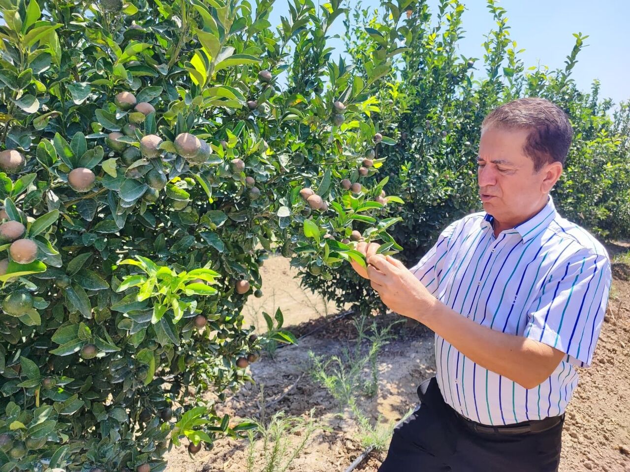 Çiftçiler Rekolte Düşüşü Endişesi Yaşıyor (2)
