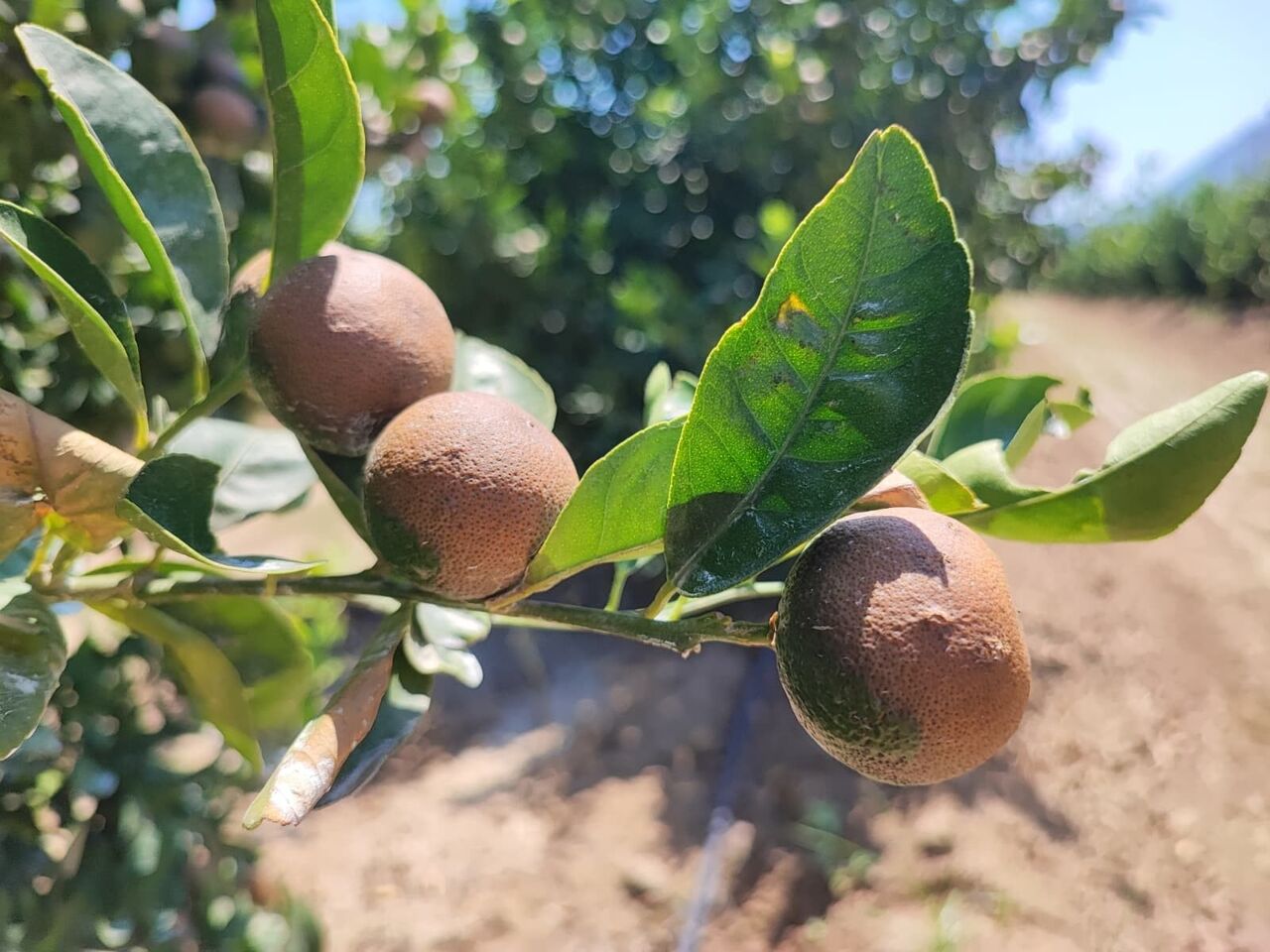 Çiftçiler Rekolte Düşüşü Endişesi Yaşıyor (4)