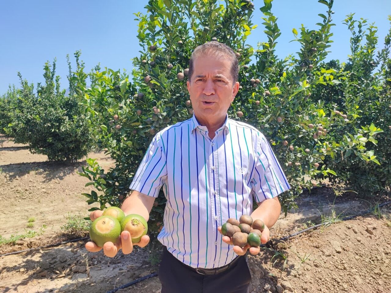 Çiftçiler Rekolte Düşüşü Endişesi Yaşıyor (5)