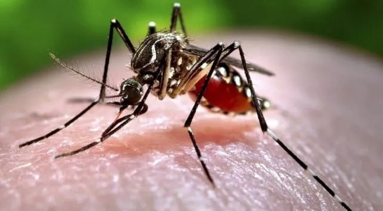 Çin’de Chikungunya Virüsü Pani̇ği Binlerce Vaka Bildirildi (1)