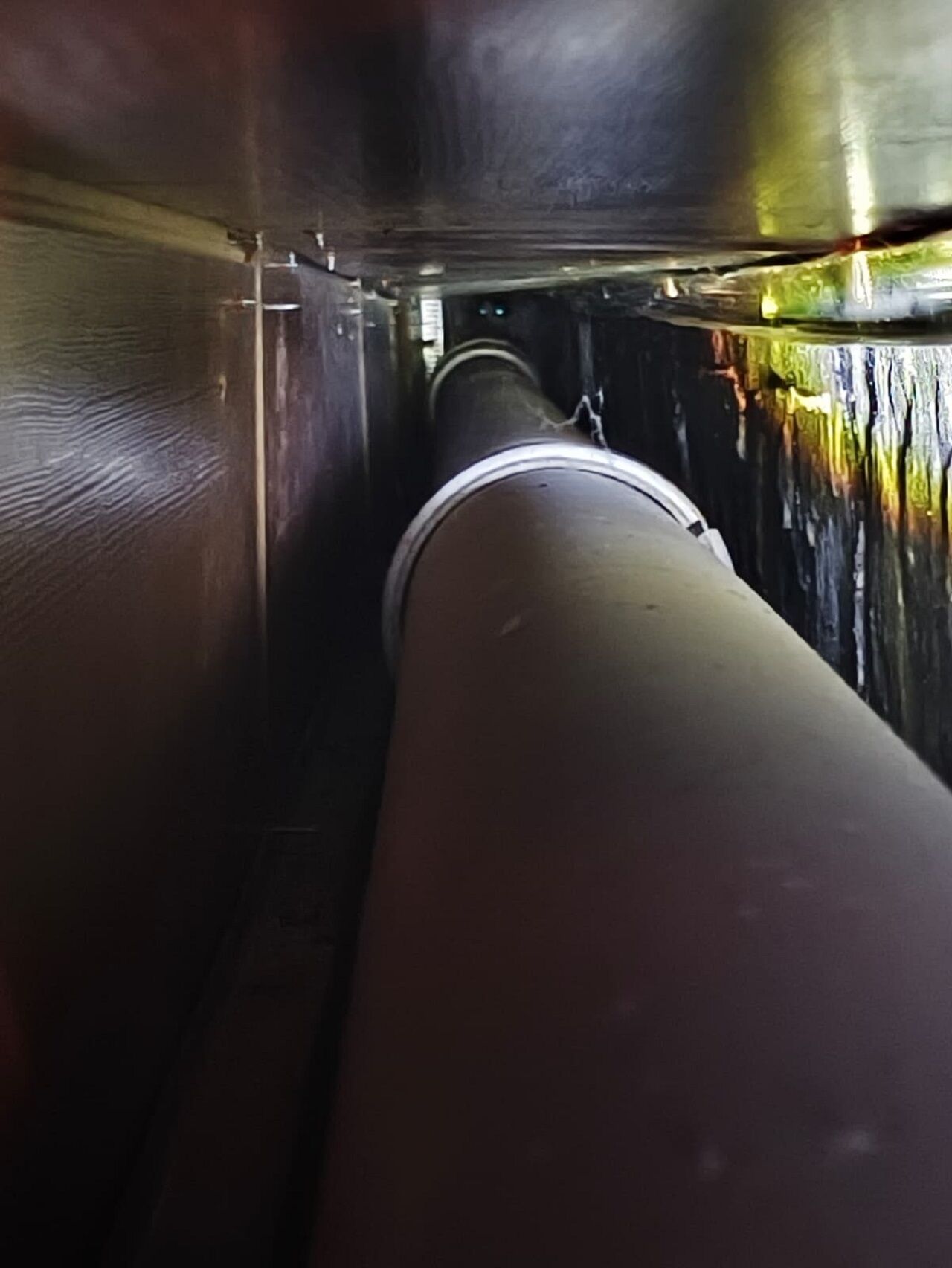 Dükkan Kapanmadan Önce Duyulan ‘Miyavlama’ Sesi Yavru Kedinin Hayatını Kurtardı (1)