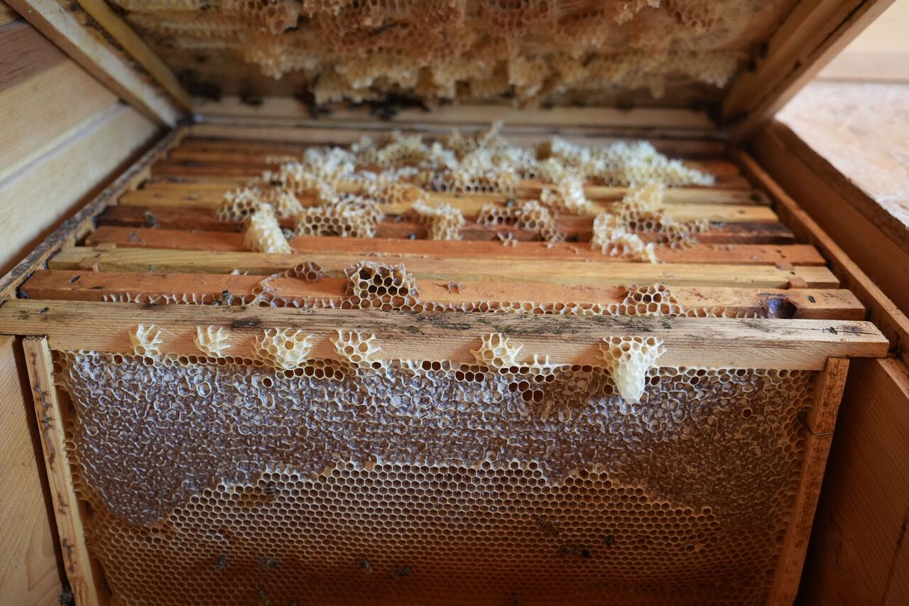 Gaziantep’te Apiterapi Merkezi Arı Kovanı Havasıyla Doğal Şifa (3)