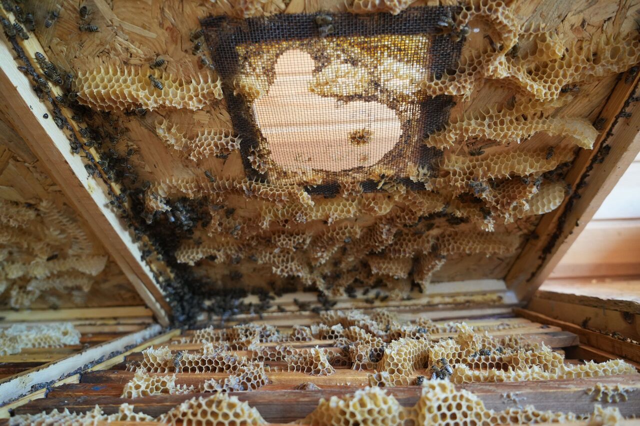 Gaziantep’te Apiterapi Merkezi Arı Kovanı Havasıyla Doğal Şifa (5)