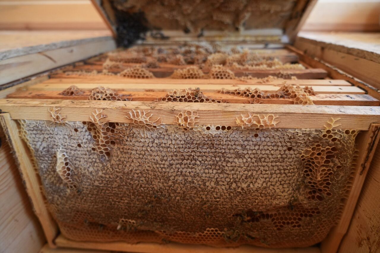 Gaziantep’te Apiterapi Merkezi Arı Kovanı Havasıyla Doğal Şifa (7)