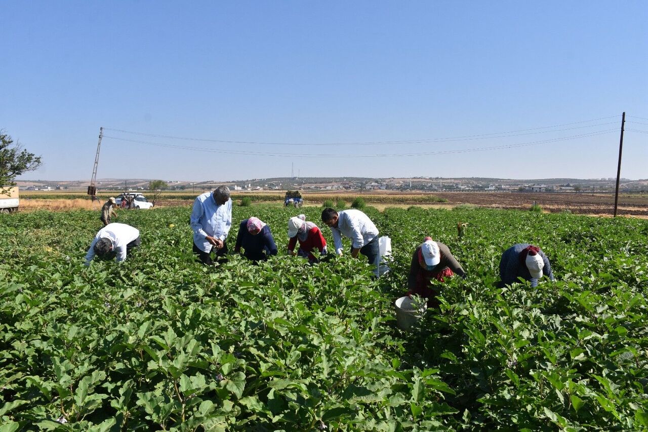 Gaziantep’te Domates, Patlıcan Ve Biber Hasadı Başladı (1)