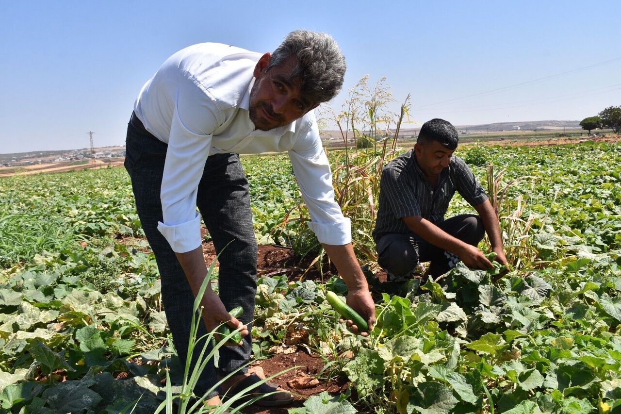 Gaziantep’te Domates, Patlıcan Ve Biber Hasadı Başladı (2)