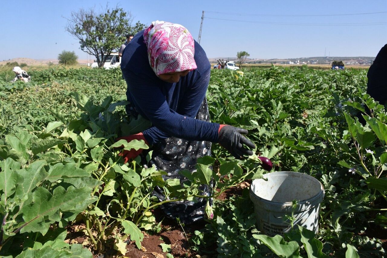 Gaziantep’te Domates, Patlıcan Ve Biber Hasadı Başladı (3)