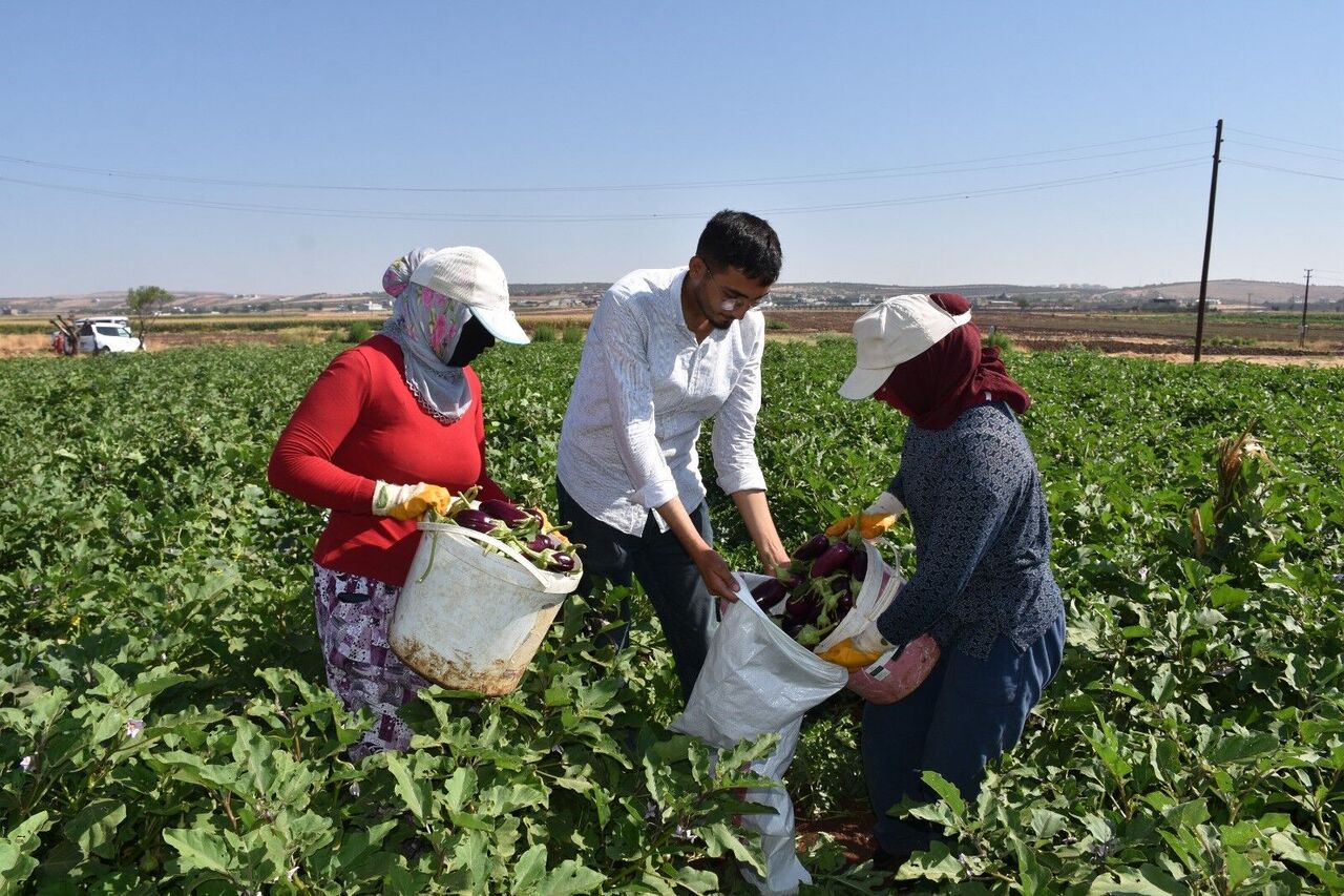 Gaziantep’te Domates, Patlıcan Ve Biber Hasadı Başladı (5)