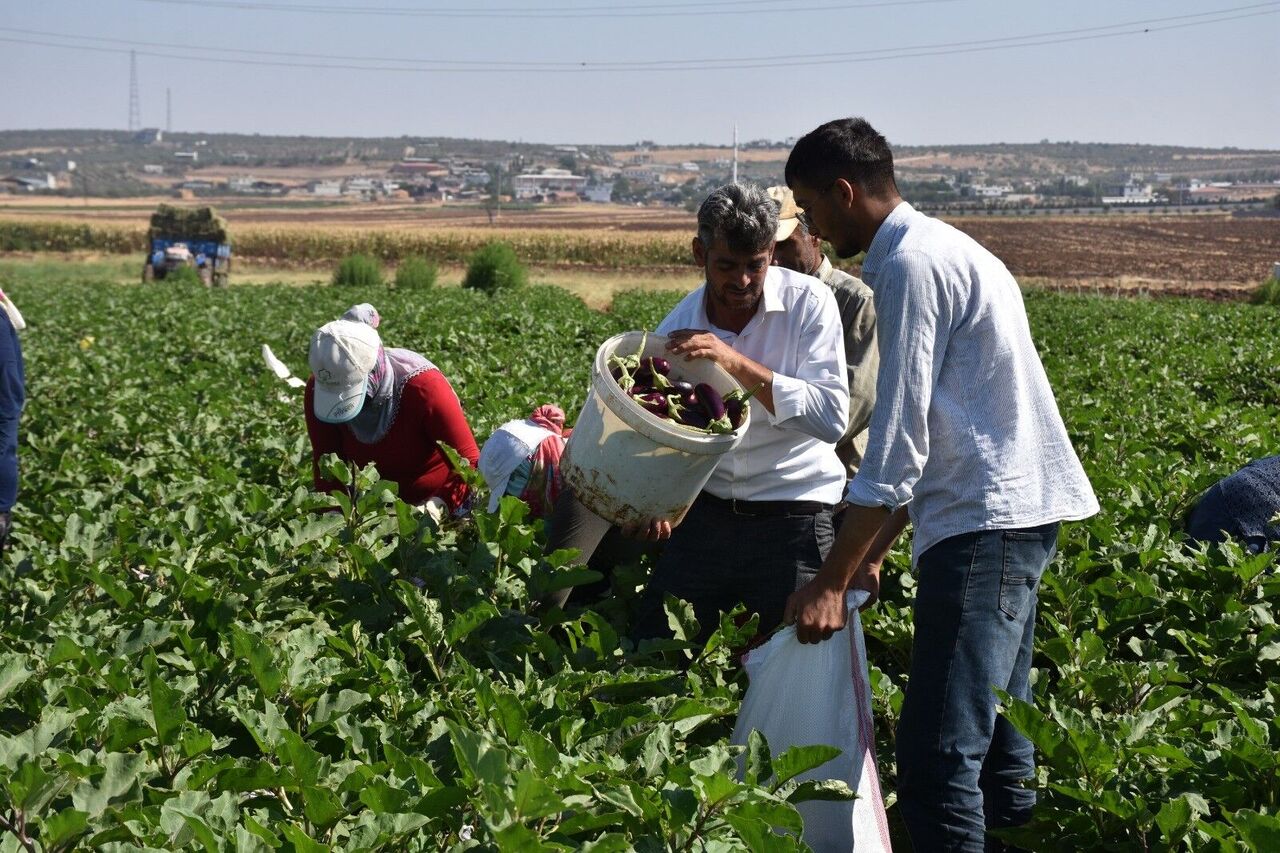 Gaziantep’te Domates, Patlıcan Ve Biber Hasadı Başladı (6)