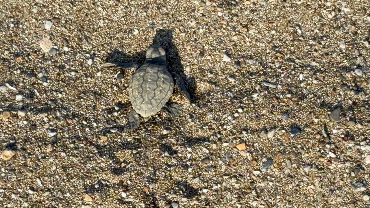 Gazipaşa’da Caretta Caretta Yavrularının Denizle Zorlu Buluşması (1)