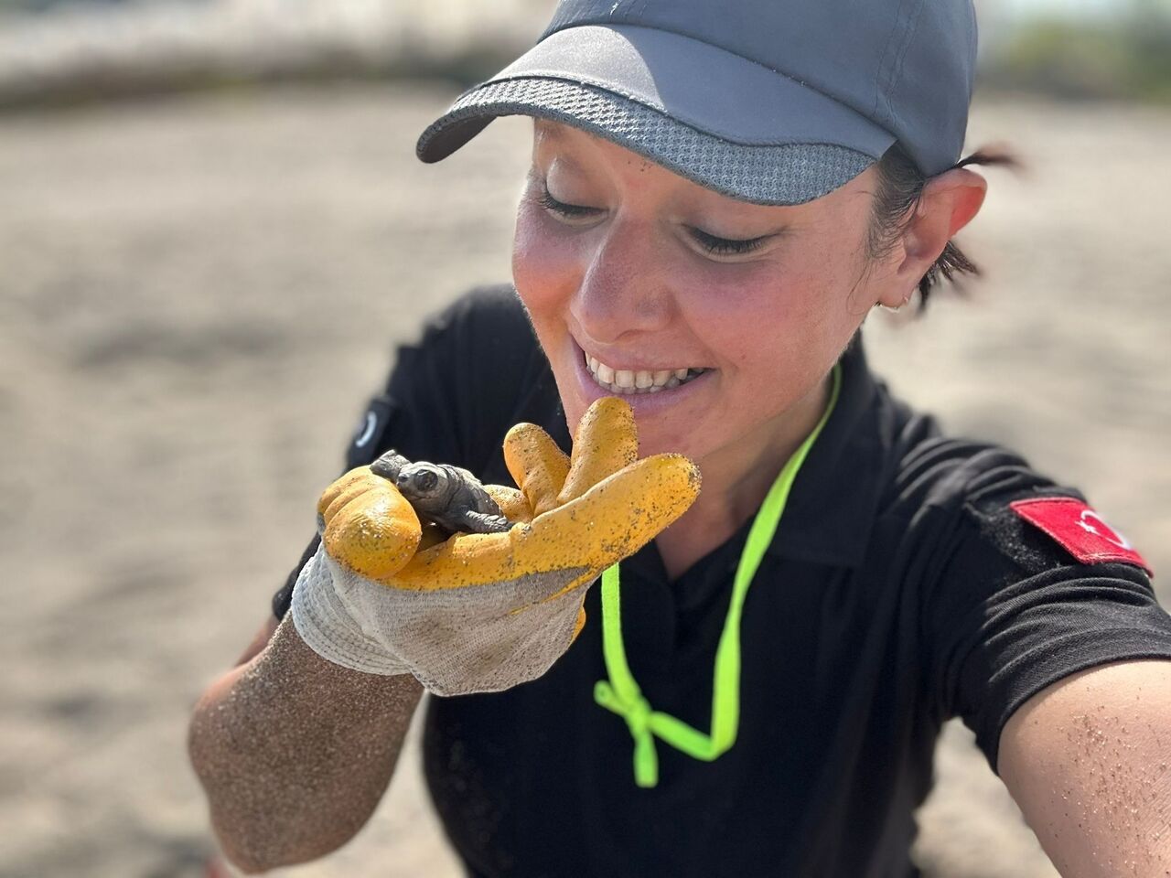 Gazipaşa’da Caretta Caretta Yavrularının Denizle Zorlu Buluşması (2)