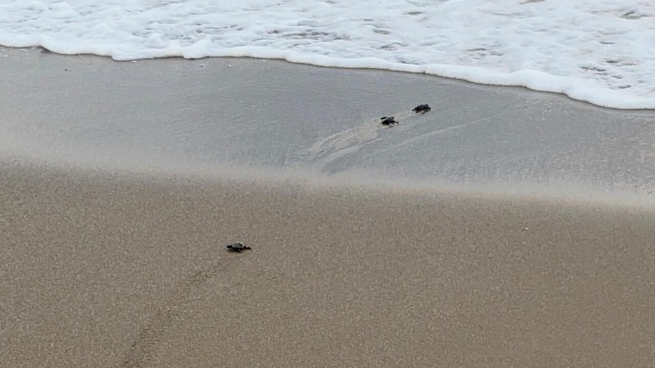 Gazipaşa’da Caretta Caretta Yavrularının Denizle Zorlu Buluşması (4)