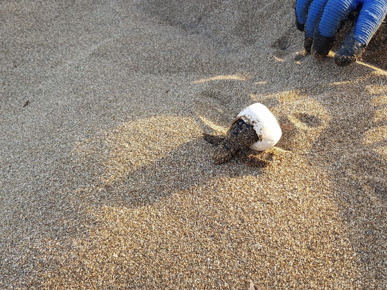 Gazipaşa’da Caretta Caretta Yavrularının Denizle Zorlu Buluşması (5)