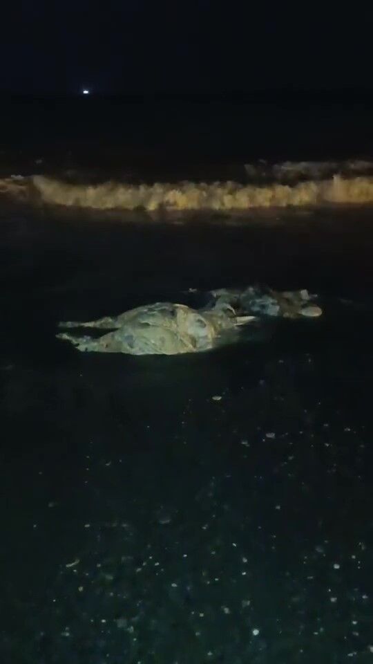 Hatay Sahilinde Kıyıya Vuran Angus Şaşkınlık Yarattı (2)