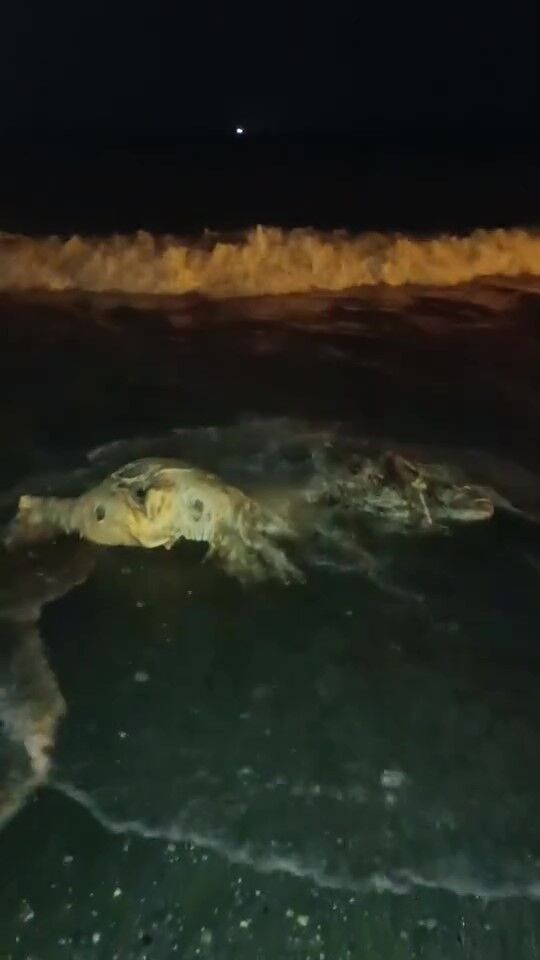 Hatay Sahilinde Kıyıya Vuran Angus Şaşkınlık Yarattı (3)