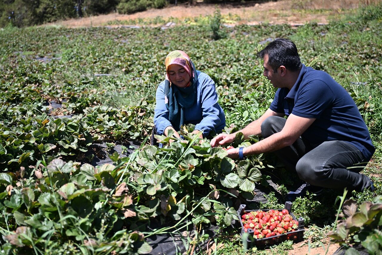 Kahramanmaraş Çilekleri 50 Ülkeye İhraç Ediliyor (1)