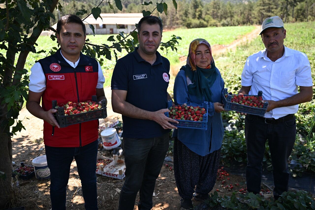 Kahramanmaraş Çilekleri 50 Ülkeye İhraç Ediliyor (4)