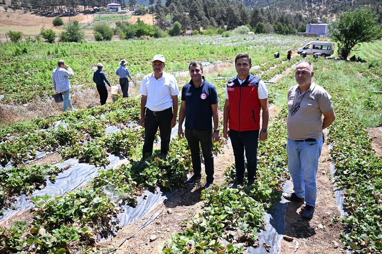 Kahramanmaraş Çilekleri 50 Ülkeye İhraç Ediliyor (6)