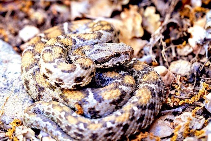 Kahramanmaraş Ve Sivas’ın Endemik Yılan Türü Nesli Tehlikede (1)