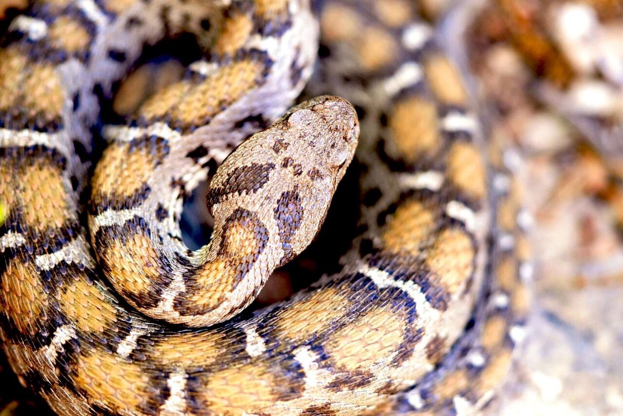 Kahramanmaraş Ve Sivas’ın Endemik Yılan Türü Nesli Tehlikede (2)