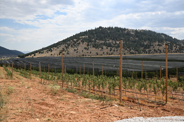 Kahramanmaraşlı Çiftçilere Hayati Uyarı Meyve Ağaçlarınızı Stresten Koruyun! (1)