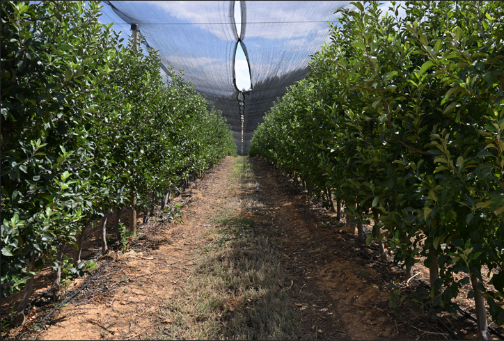 Kahramanmaraşlı Çiftçilere Hayati Uyarı Meyve Ağaçlarınızı Stresten Koruyun! (3)
