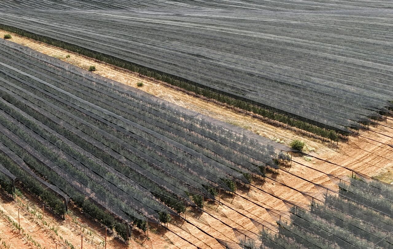 Kahramanmaraşlı Çiftçilere Hayati Uyarı Meyve Ağaçlarınızı Stresten Koruyun! (5)