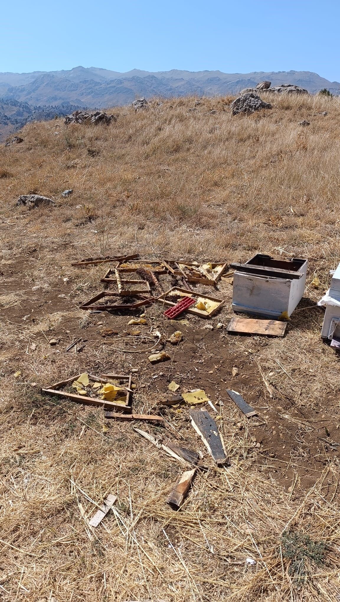 Kahramanmaraş’ta Ayı Kovanları Parçaladı 100 Bin Lira Zarar (4)