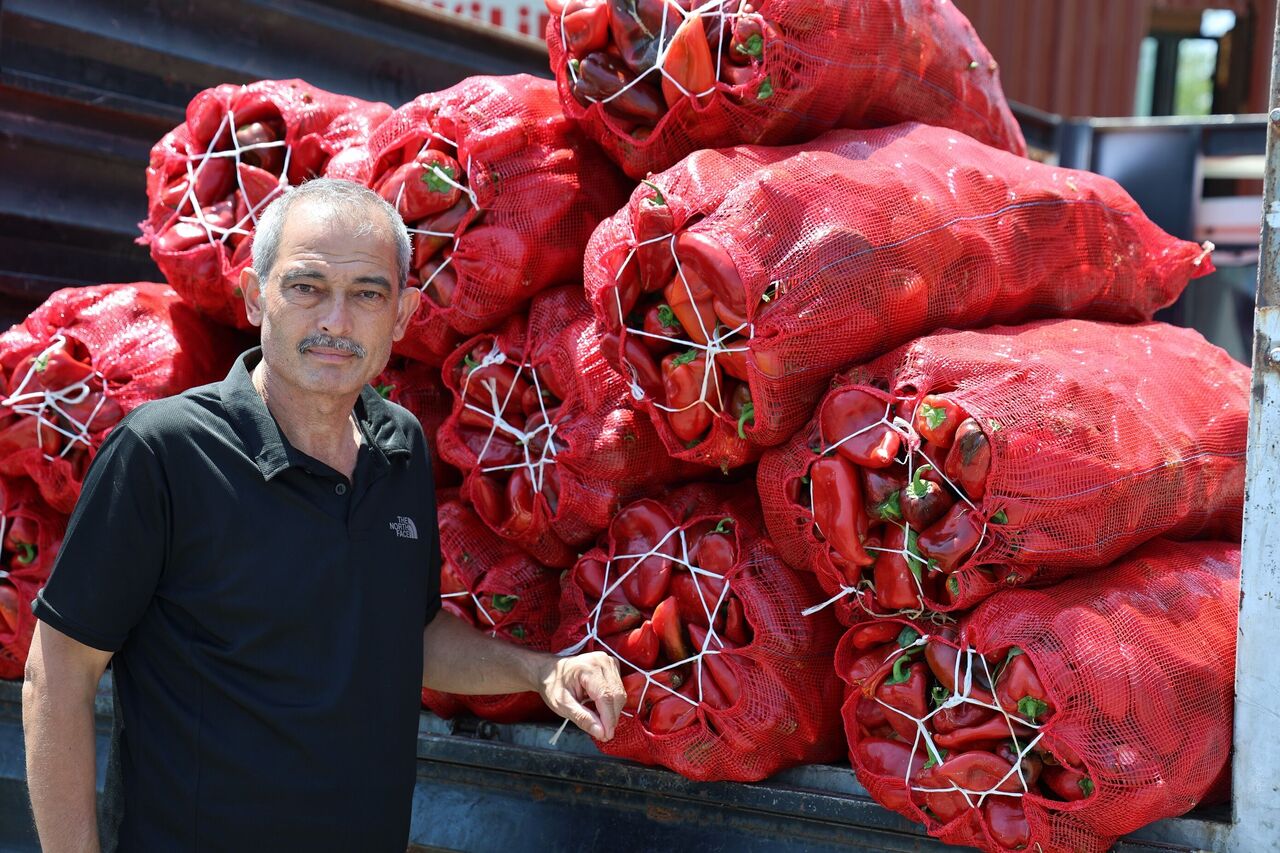Kahramanmaraş’ta Salça Telaşı Başladı Tarladan Sofralara Yolculuk (7)
