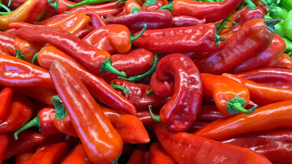 Kahramanmaraş’ta Salçalık Biber Hasadı Başladı İşte Fiyatlar-1