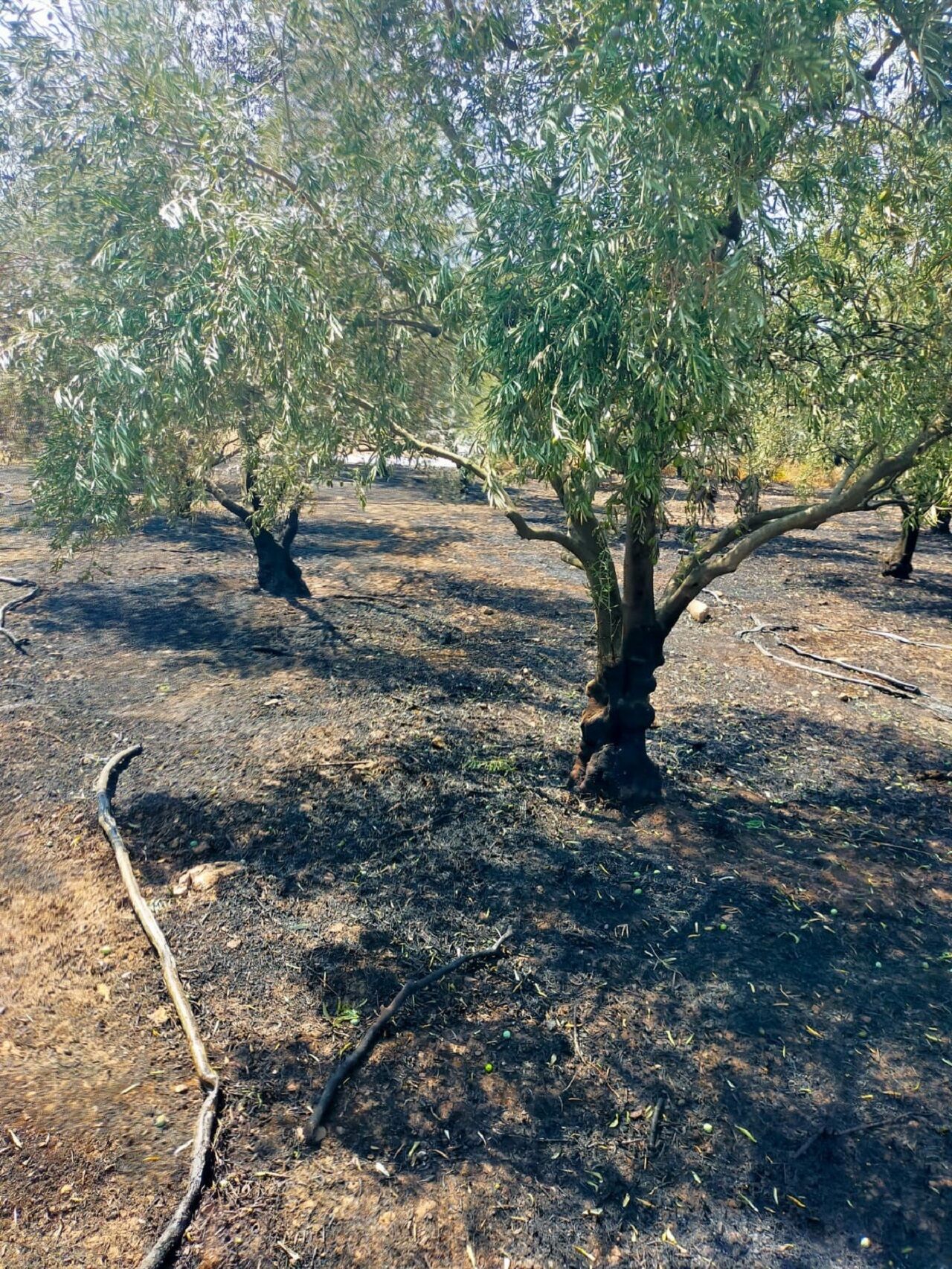 Kumluca’da Çıkan Yangında Bir Dönüm Zeytinlik Alan Yand (2)