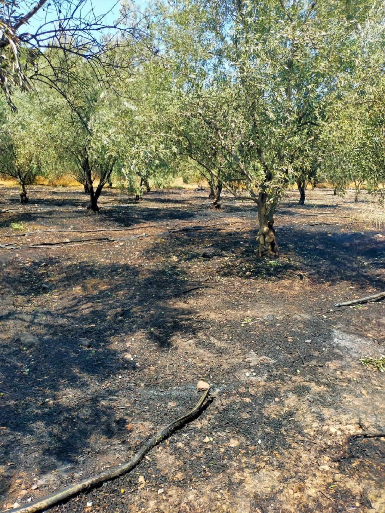 Kumluca’da Çıkan Yangında Bir Dönüm Zeytinlik Alan Yand (4)