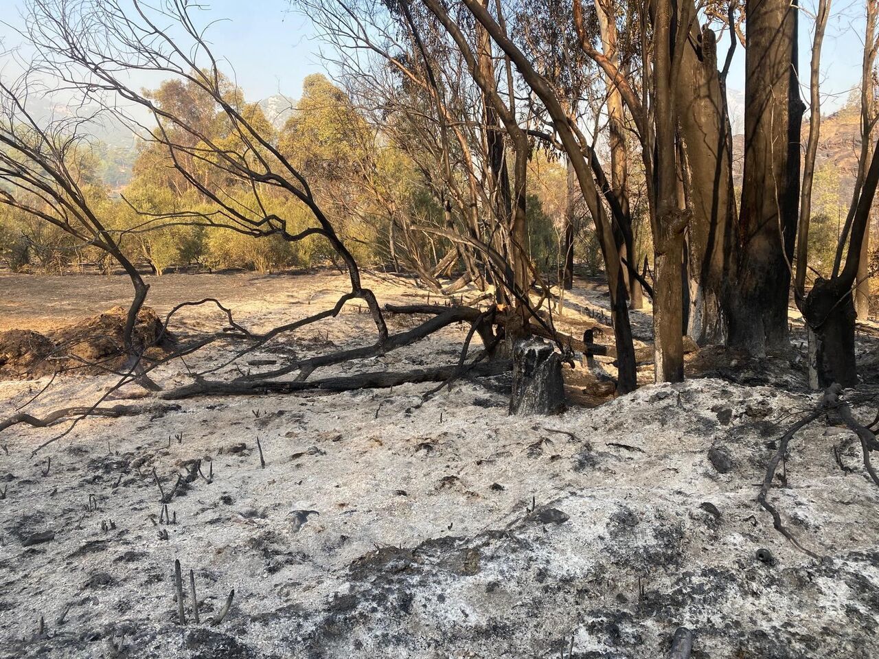 Mersin Anamur’da Orman Yangını Devam Ediyor (3)