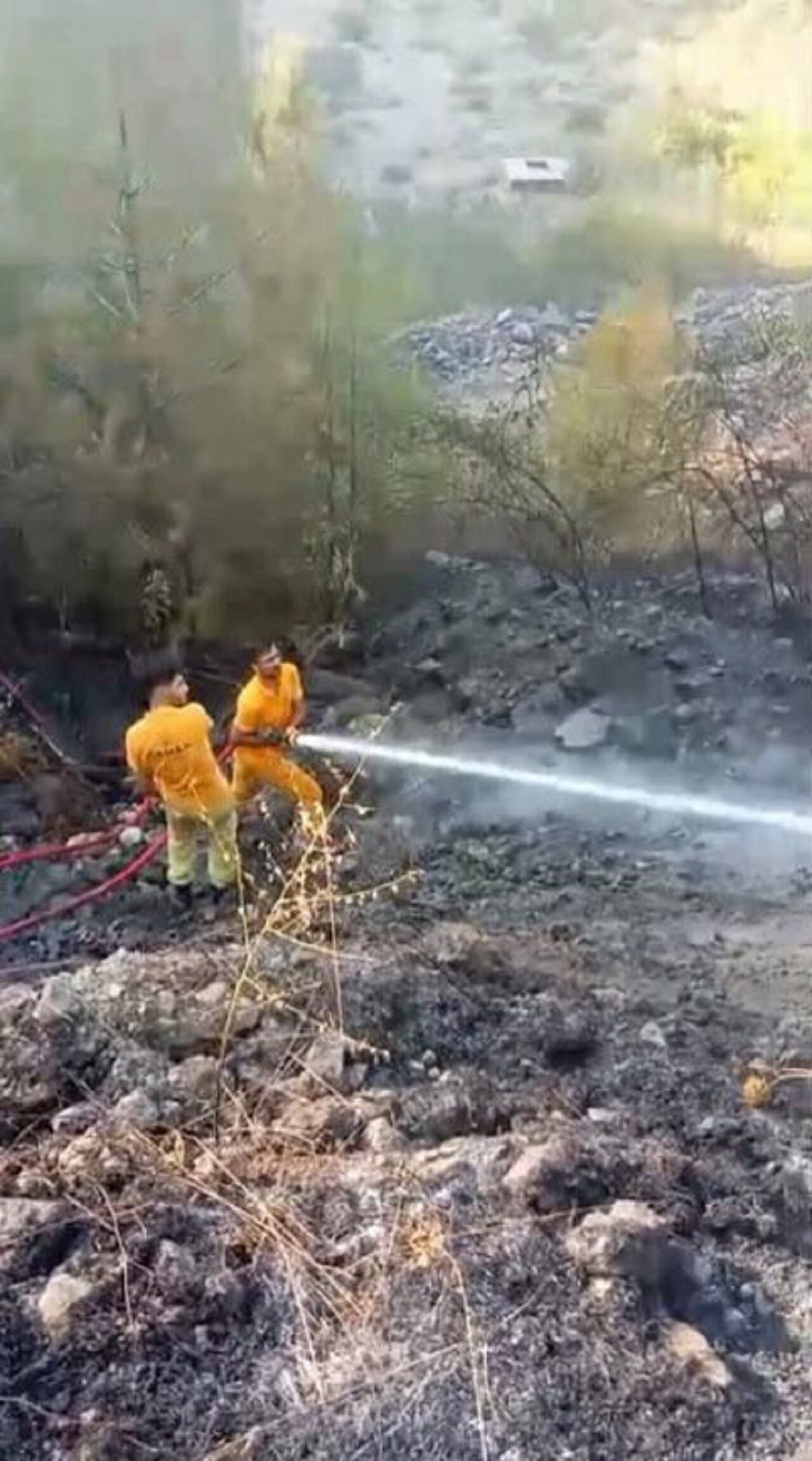 Osmaniye'de Çıkan Orman Yangınından Etkilenen Kaplumbağa Kurtarıldı (2)