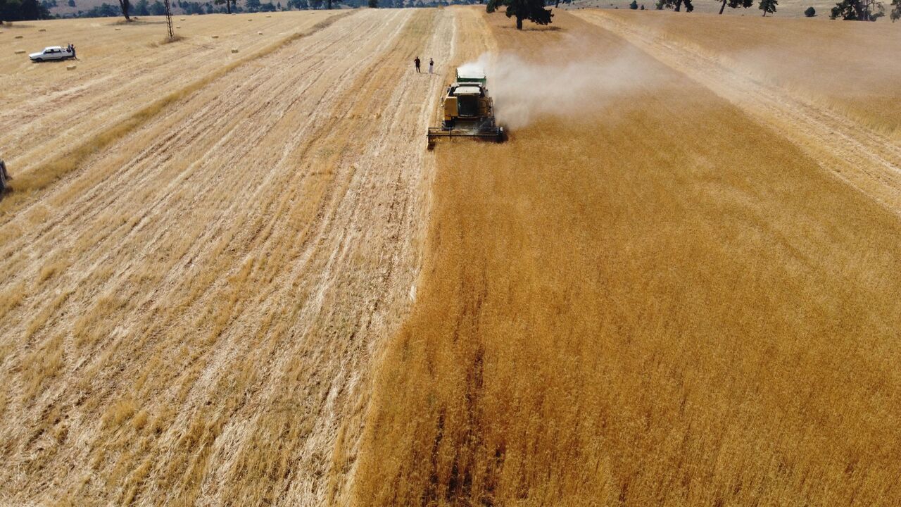 Saimbeyli’de Atıl Arazilerde Yerli Buğday Bereketi Hedef 1000 Dönüm (1)