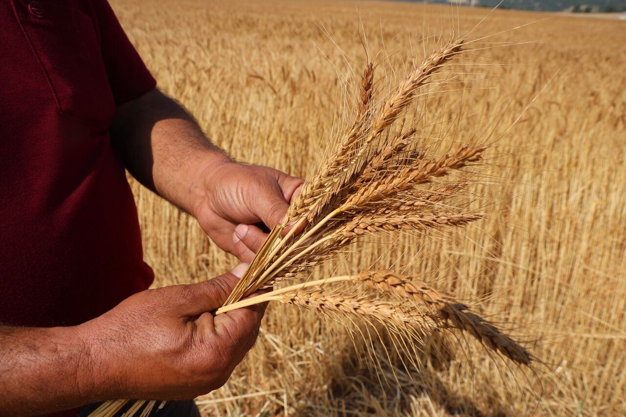 Saimbeyli’de Atıl Arazilerde Yerli Buğday Bereketi Hedef 1000 Dönüm (3)