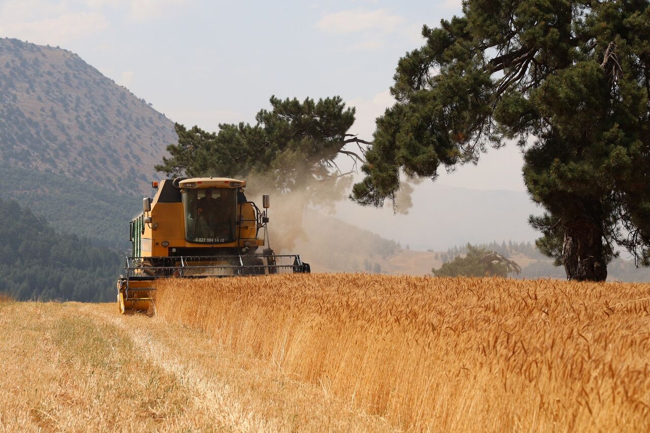 Saimbeyli’de Atıl Arazilerde Yerli Buğday Bereketi Hedef 1000 Dönüm (4)