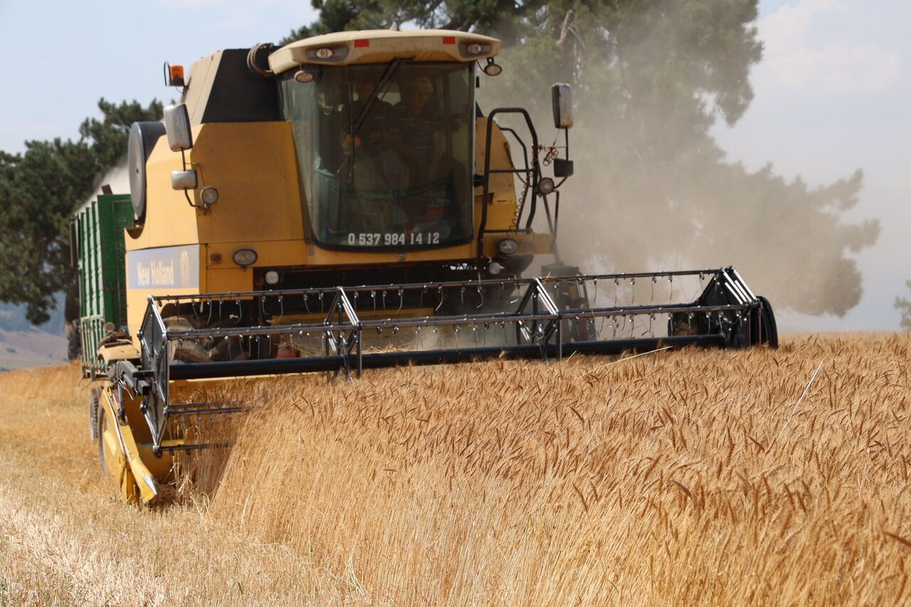 Saimbeyli’de Atıl Arazilerde Yerli Buğday Bereketi Hedef 1000 Dönüm (5)