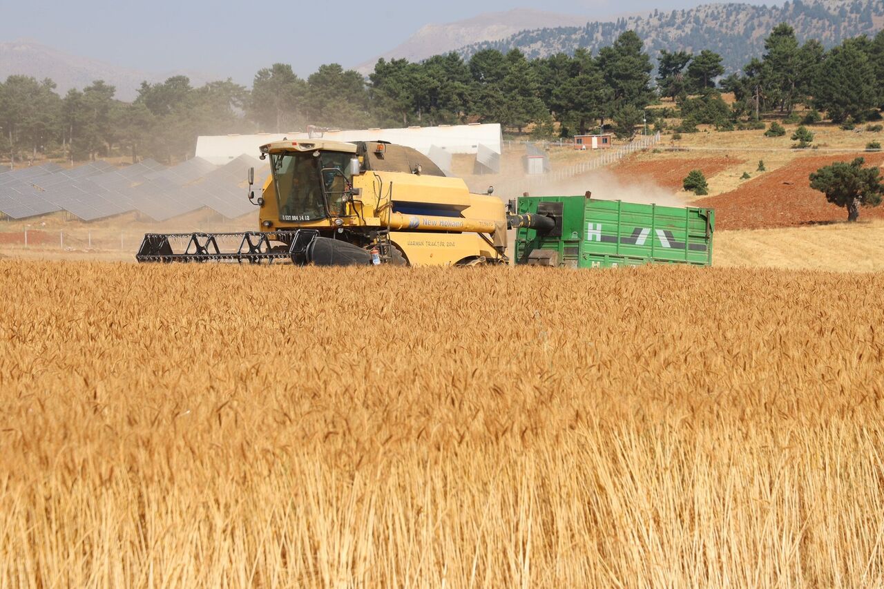 Saimbeyli’de Atıl Arazilerde Yerli Buğday Bereketi Hedef 1000 Dönüm (6)